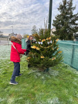 sapins 2025 3